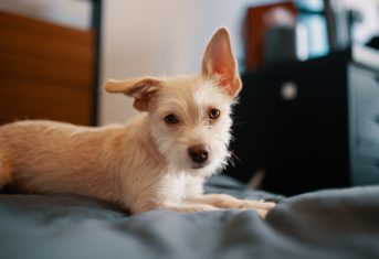 A small dog sits on a bed