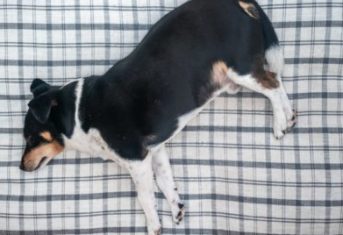 A dog lies on a blanket