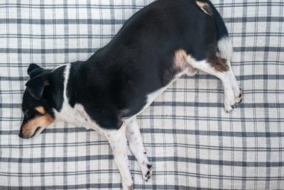 A dog lies on a blanket