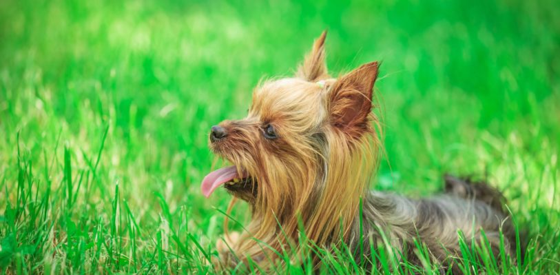 Yorkie with mouth open lying in grass