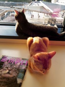 Two cats at a cat cafe in Tokyo