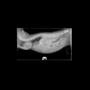 An x-ray of pectus excavatum in a cat
