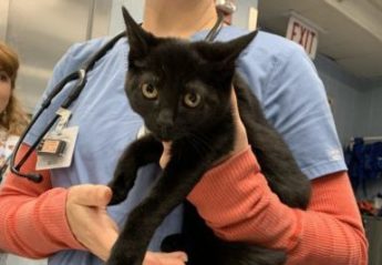 A black cat being held in a veterinarian's arms