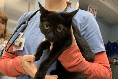 A black cat being held in a veterinarian's arms