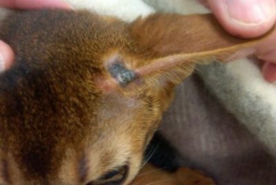 Ringworm on the ear of a cat