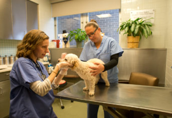 Two veterinary professionals examine a white dog on an exam table