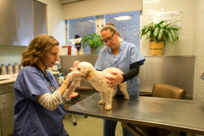 Two veterinary professionals examine a white dog on an exam table