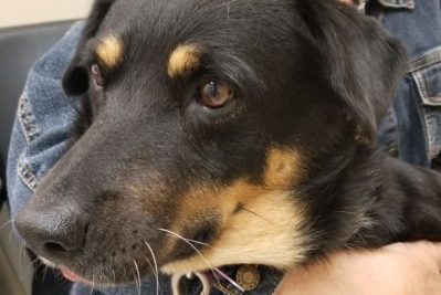 A cute dog diagnosed with CTVT is held in a woman's arms at the Animal Medical Center in New York City