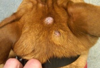 A mast cell tumor on a dog's head