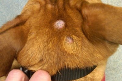 what does a cancertumor look like on a dog