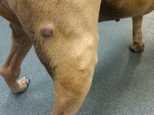 A mast cell tumor on a dog's leg