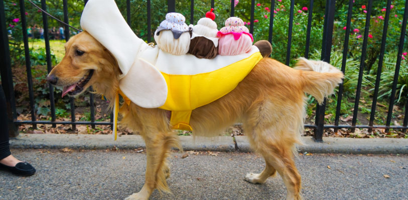 Dog dressed as a banana split