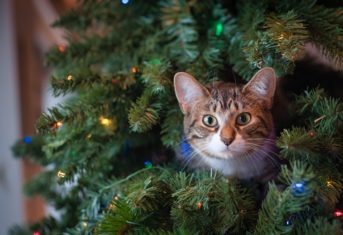 A cat pokes its head out of Christmas tree with a surprised look on its face