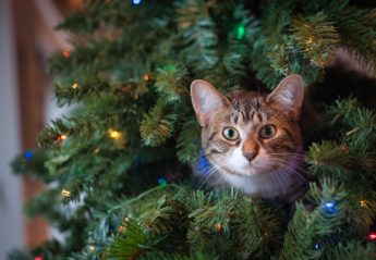 A cat pokes its head out of Christmas tree with a surprised look on its face
