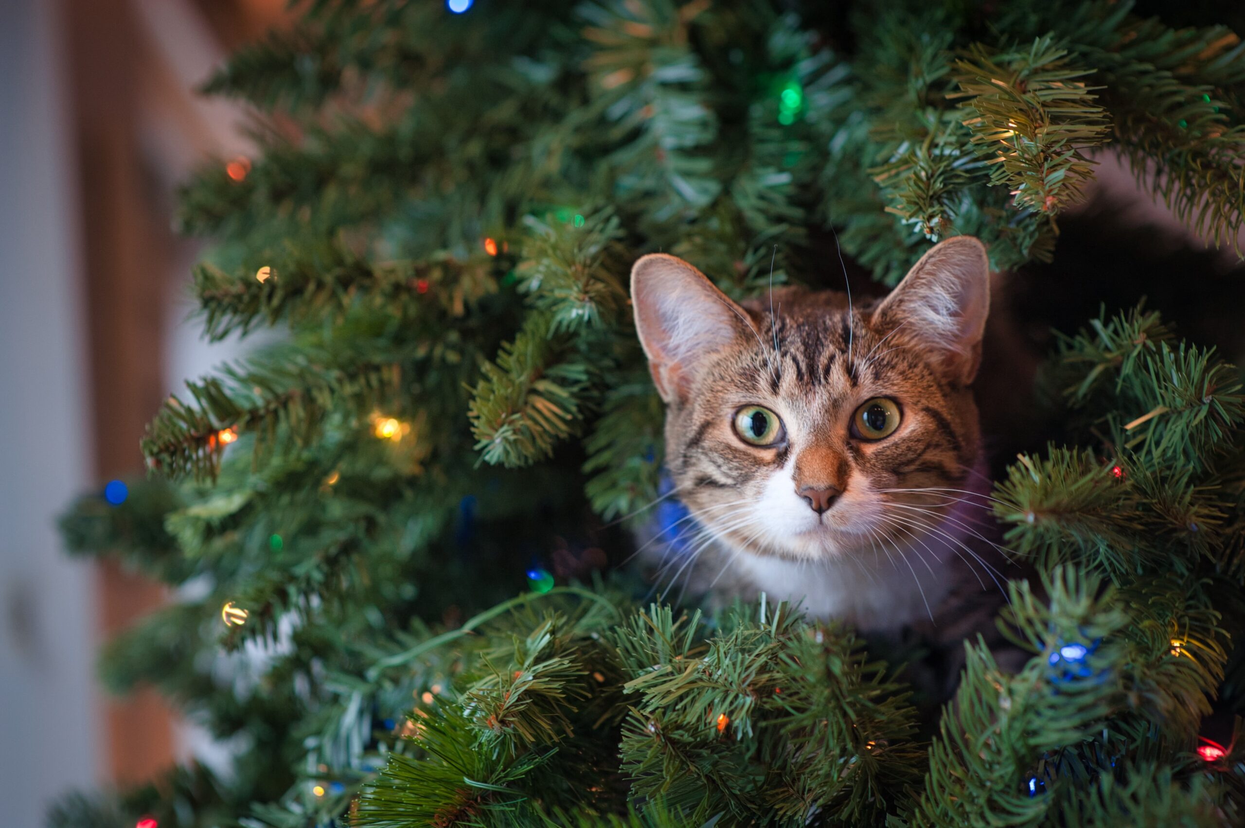 A cat pokes its head out of Christmas tree with a surprised look on its face