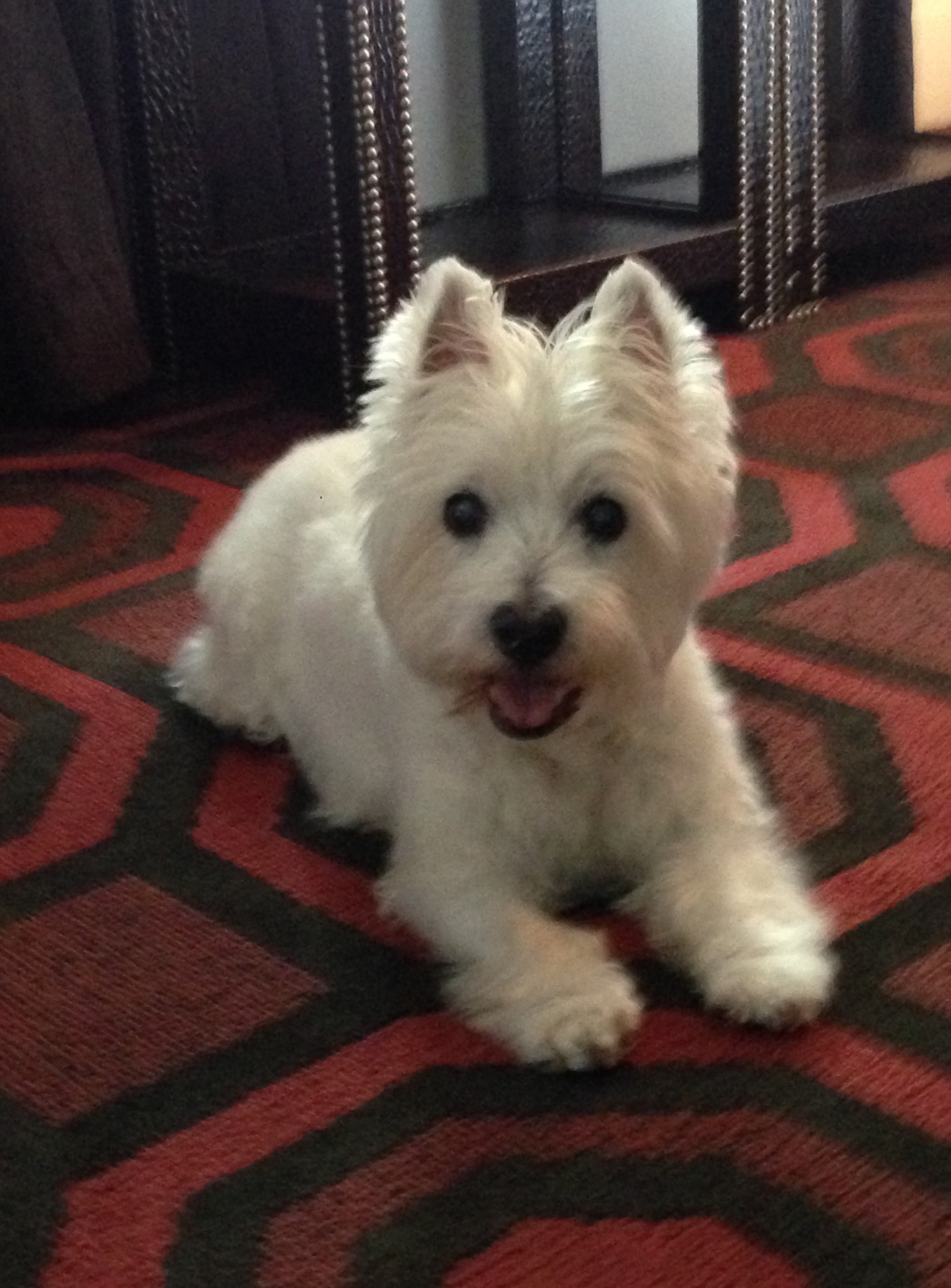 A small white dog smiles on an orange carpet