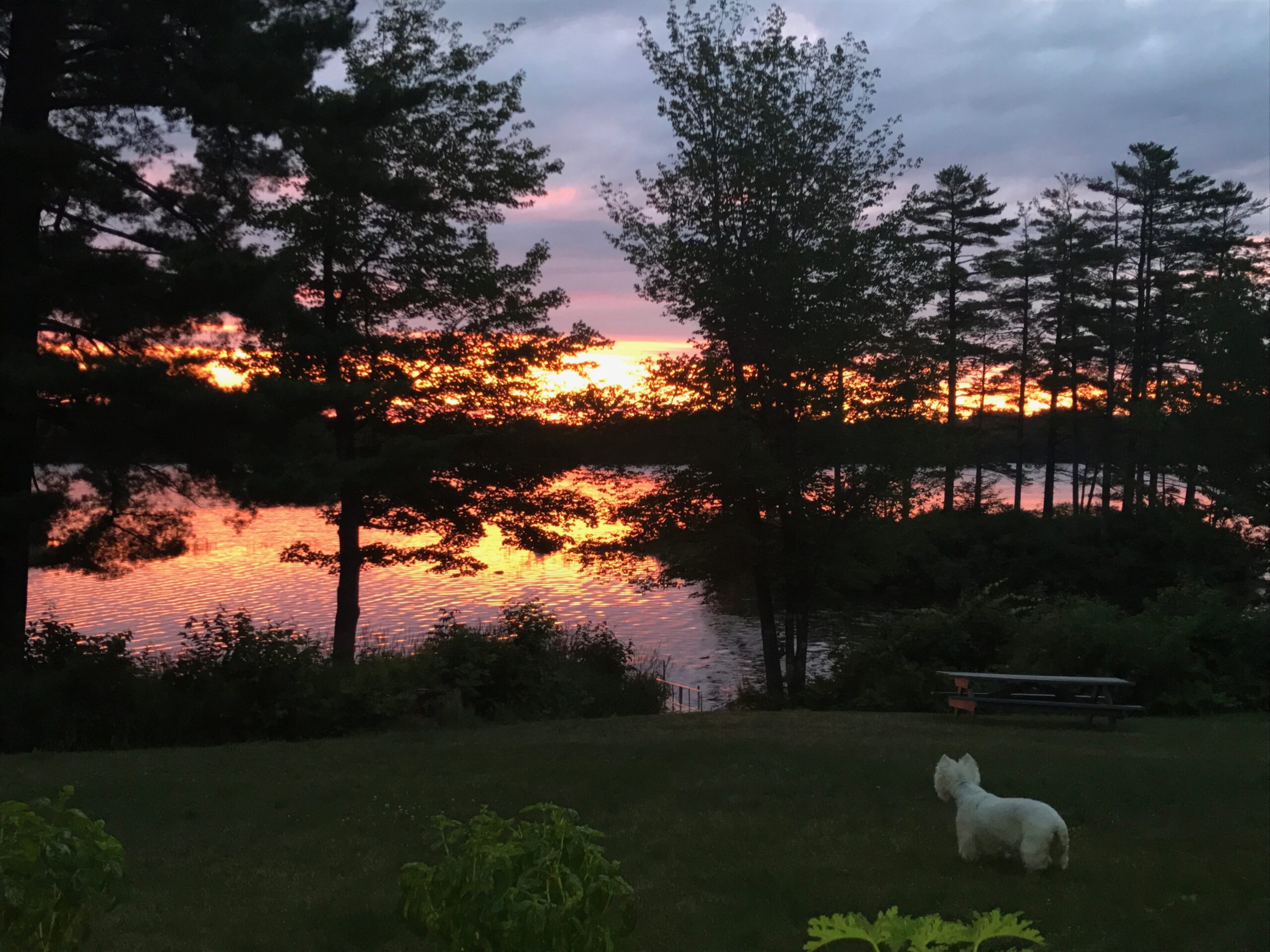 A small white dog watches a sunset over a lake