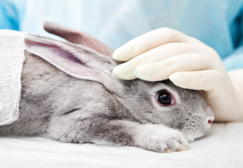 A rabbit being examined