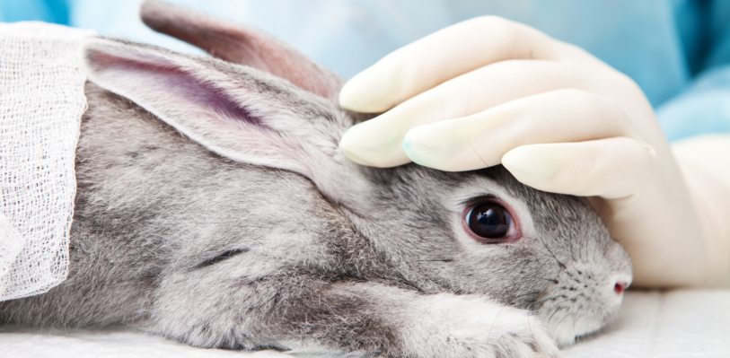 A rabbit being examined
