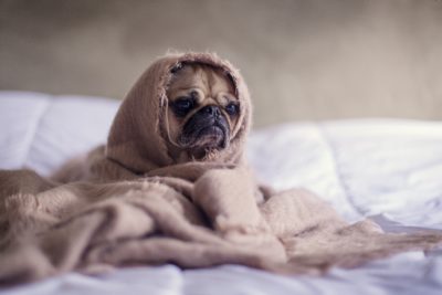 A pug is wrapped up in a blanket on a bed