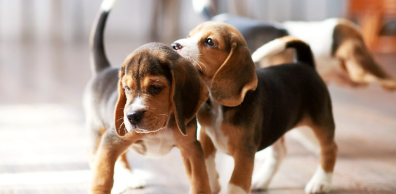 Beagle puppies playing