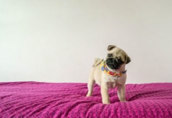 A pug puppy cocks its head