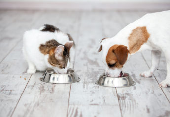 A dog and a cat eat together out of metal bowls