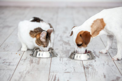 A dog and a cat eat together out of metal bowls