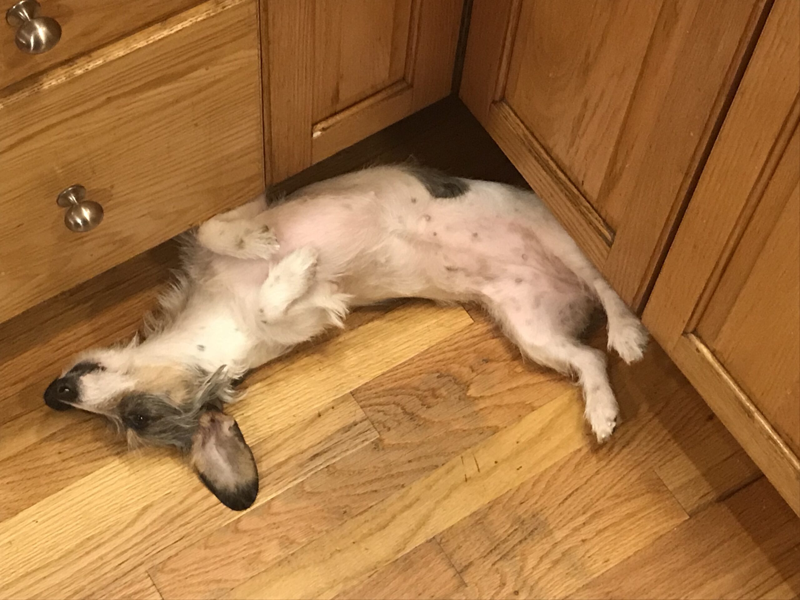 A dog lies on a kitchen floor