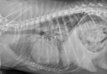 An x-ray showing pneumonia in a dog's lung