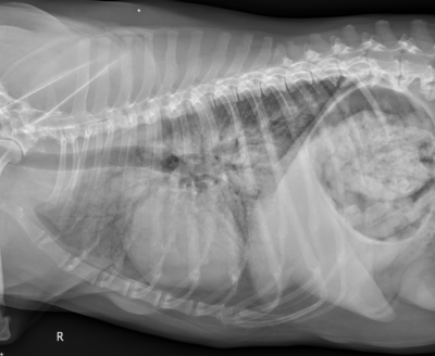 how much is a chest xray for a dog