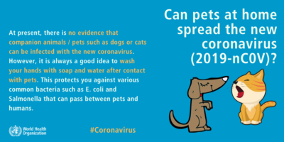 Infographic explaining that dogs and cats are not at risk of infection by the Wuhan coronavirus