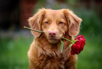 A dog holds a rose in its mouth