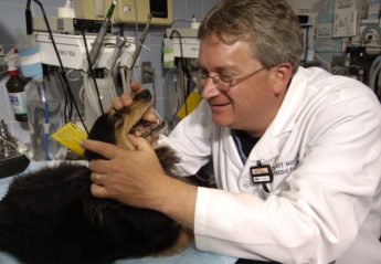 The Animal Medical Center's Dr. Dan Carmichael inspects a dog's teeth in the Dentistry suite