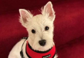 Macbeth, a small, white Westie sits who overcame a bout of Kennel Cough sits on some red stairs