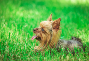 Tracheal Collapse and Yorkshire terrier