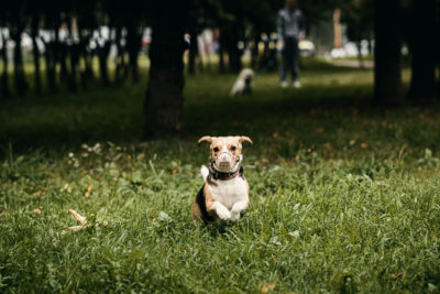 Dog in Muzzle Running on Grassy Field