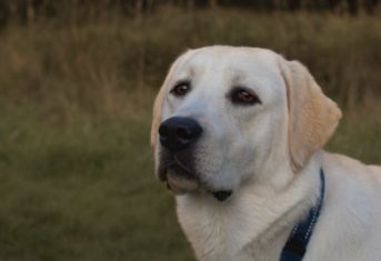 A labrador retriever in a field at dusk