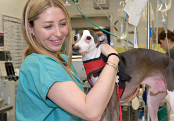 A veterinarian with an Italian Greyhound in AMC's Emergency Room