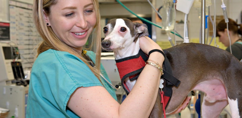 A veterinarian with an Italian Greyhound in AMC's Emergency Room