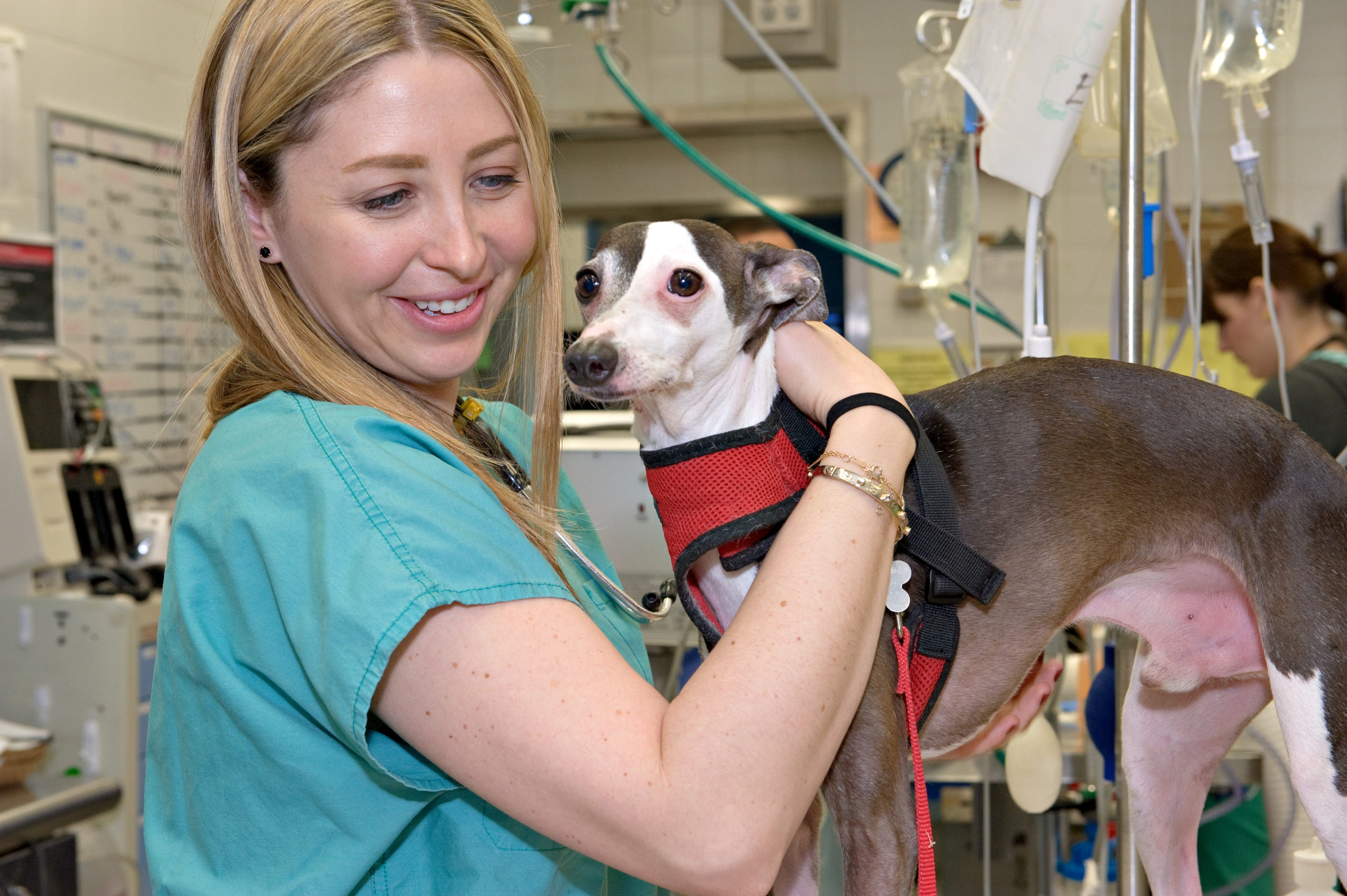 A veterinarian with an Italian Greyhound in AMC's Emergency Room