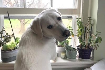 A dog looks out a window