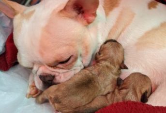 A French Bulldog with a newborn litter of puppies