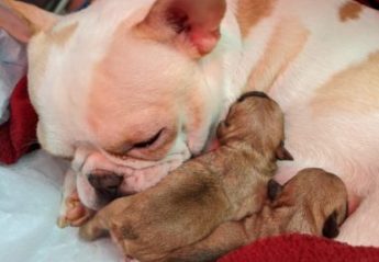 A French Bulldog with a newborn litter of puppies