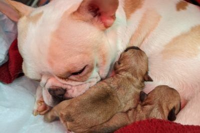 A French Bulldog with a newborn litter of puppies