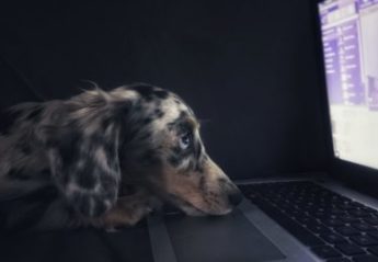 A dog stares at a computer screen