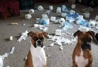 Two boxers sit in front of a room of torn up toilet paper