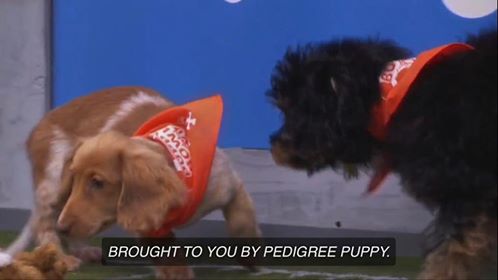 Two puppies on screen during the Puppy Bowl