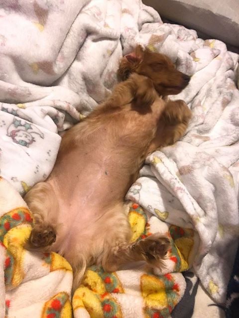 A dachshund sleeps on its back