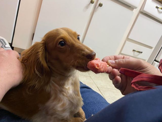 A dachshund eating a treat